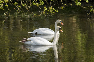 Swan couple