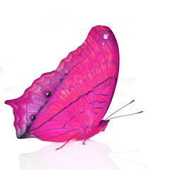 Pink Butterfly