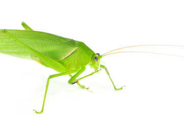long horned grasshopper