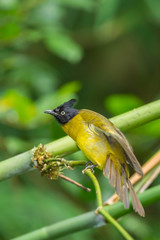 Black-crested Bulbul (Pycnonotus flaviventris) bird