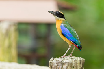 Blue winged Pitta ( Pitta moluccensis)standing