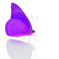 purple butterfly
