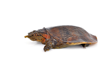 soft-shell turtles