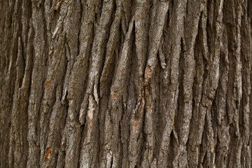 bark texture