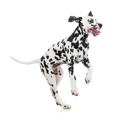 jumping Dalmatian dog isolated on white