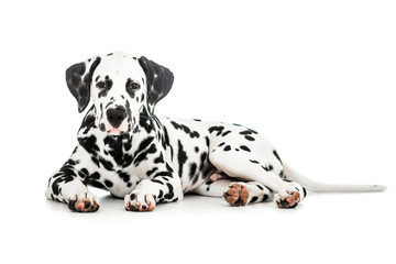 Lying Dalmatian dog isolated on white
