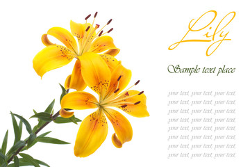 A bouquet of flowers bright yellow lilies isolated on white