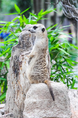 Meerkat (Suricata suricatta)