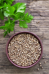 Coriander