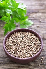 Coriander