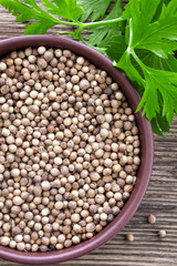 Coriander