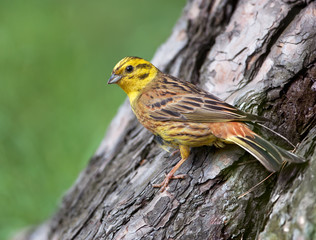 Yellowhammer