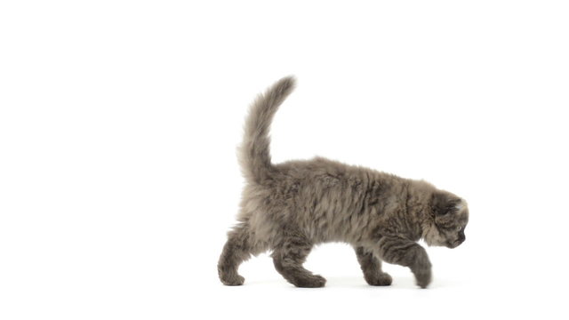 Slow motion of a Highland fold kitten walking