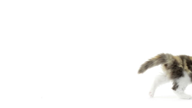 Slow motion of a British Longhair kitten running after a ball