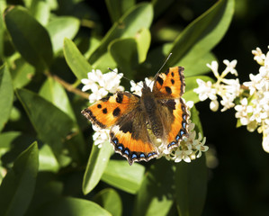red admiral butterfly on blossom
