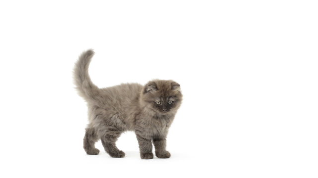 Highland fold kitten walking