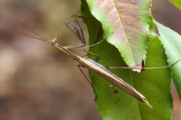 close up mantodea