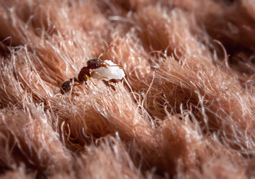 insect ant macro work carry bread crumb