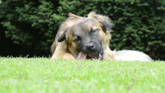 Hund mit Futter