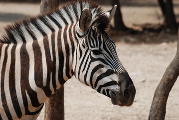Naklejka premium zebre