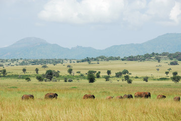 Fototapeta na wymiar Stado słoni, Kidepo Valley National Park w Ugandzie