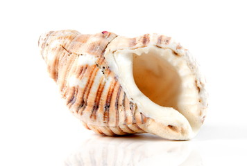 the shell