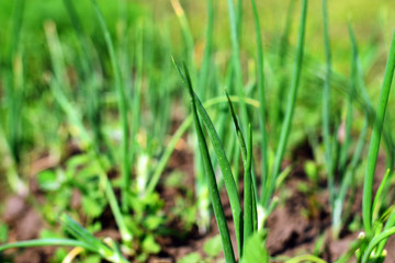 Obraz premium onions on a bed