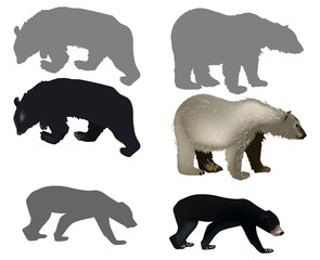 six bears isolated on white