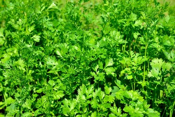parsley on a bed