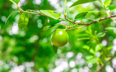 single Kumquat orange