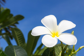 Fototapeta na wymiar Frangipani kwiat
