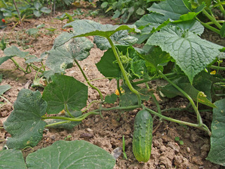 Cucumber growing in garden