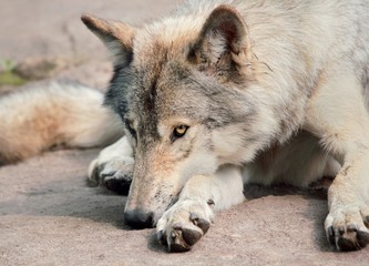 Fototapeta premium loup au repos