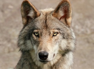 portrait de loup