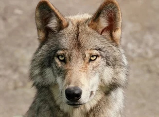 Crédence de cuisine en verre imprimé Loup portrait de loup