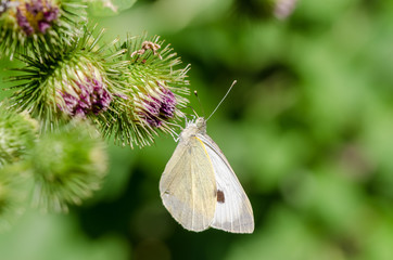 Cabbage White Butterfly