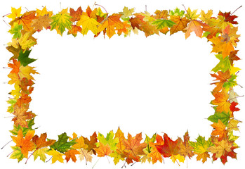 Autumn maple leaves falling frame, isolated on white background.