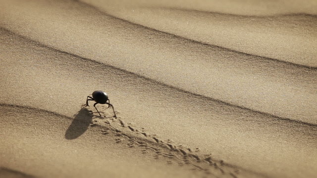 Video 1920x1080 - Scarab is making a mark in the sand