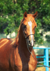 portrait of  beautiful sorrel young horse