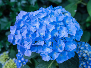 Flower head of a blue blooming Hydrangea