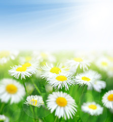 daisies on meadow