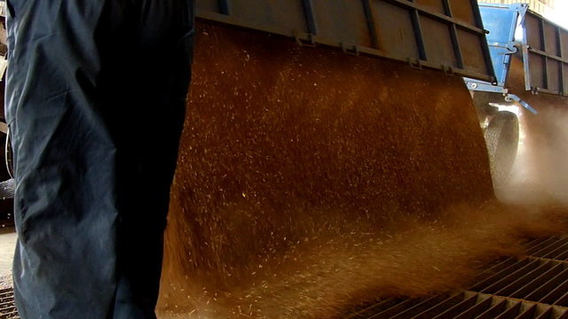 Farmer loading wheat in a silo, slow motion