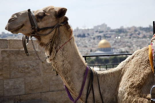 Camel & Dome of the Rock