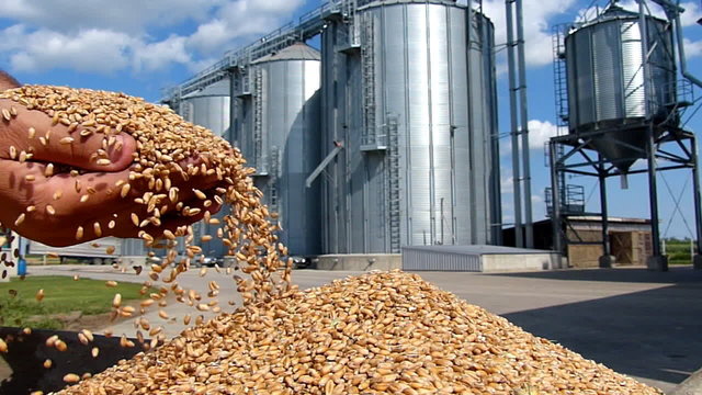 Wheat grain in a silo after harvest, slow motion