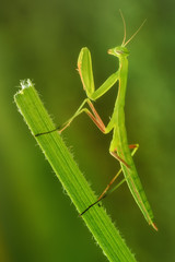Mantide religiosa
