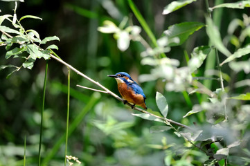 Martin pescatore sul ramo