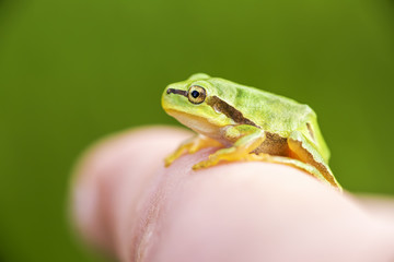 San Antonio Frog (Hyla arborea) on the finge. European Tree Frog
