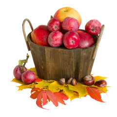 apple harvest