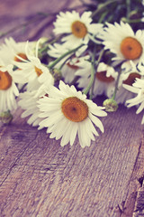 bouquet of chamomile