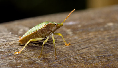 pentatomidae palomena on a wood